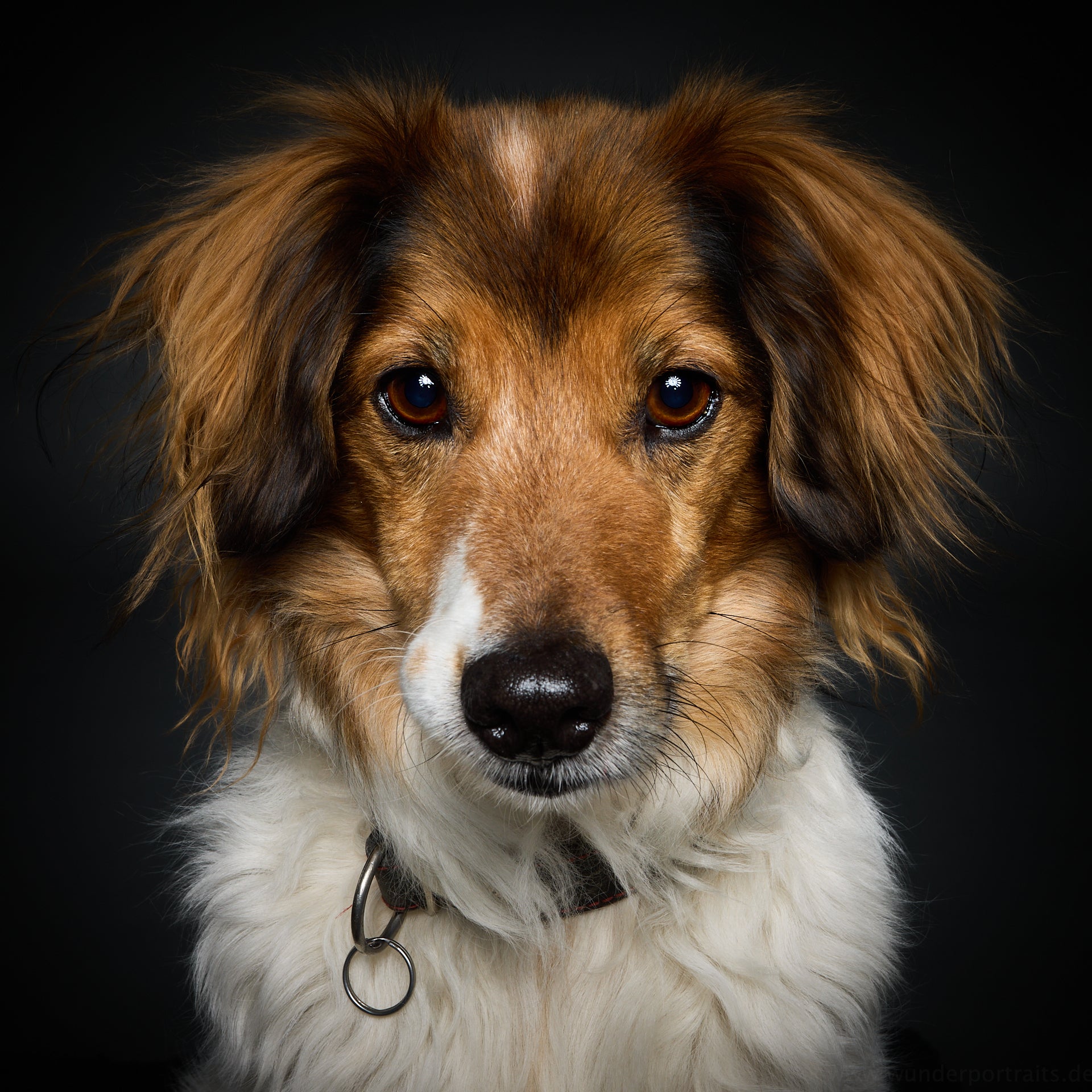 Wau & Soul - Das besondere Hunde-Fotoshooting