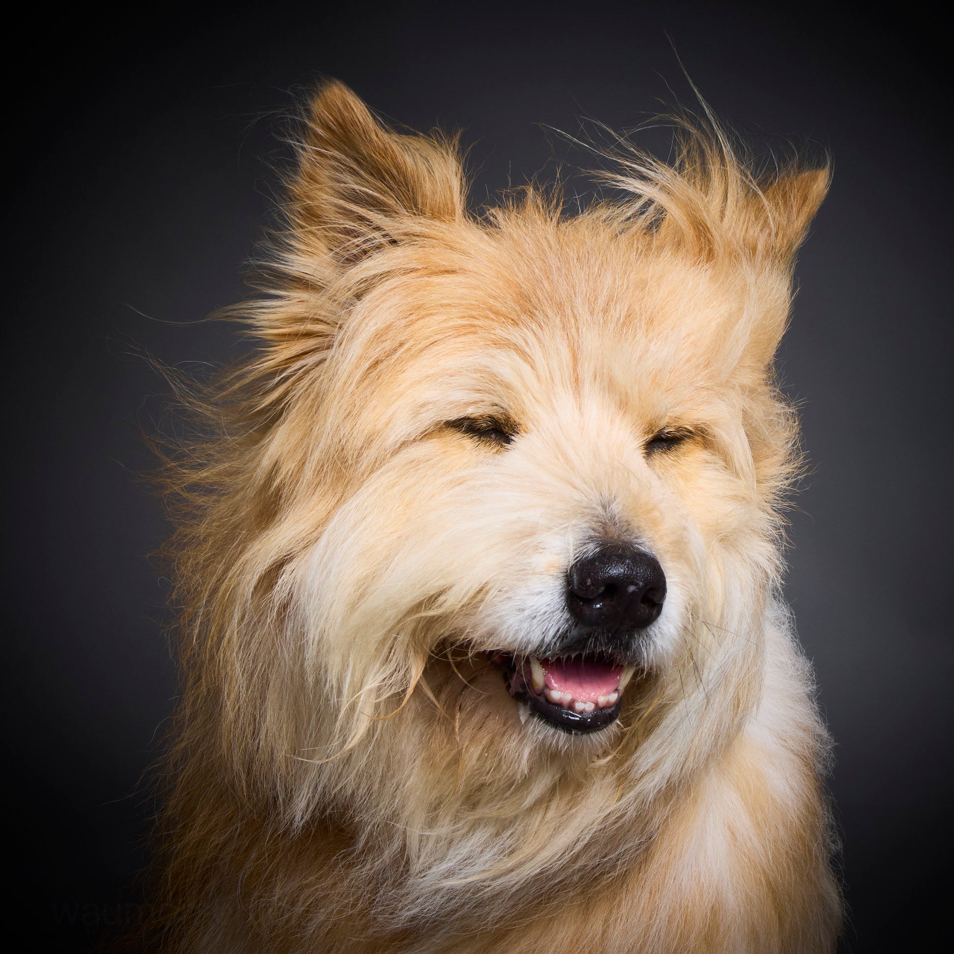 Wau & Soul - Das besondere Hunde-Fotoshooting