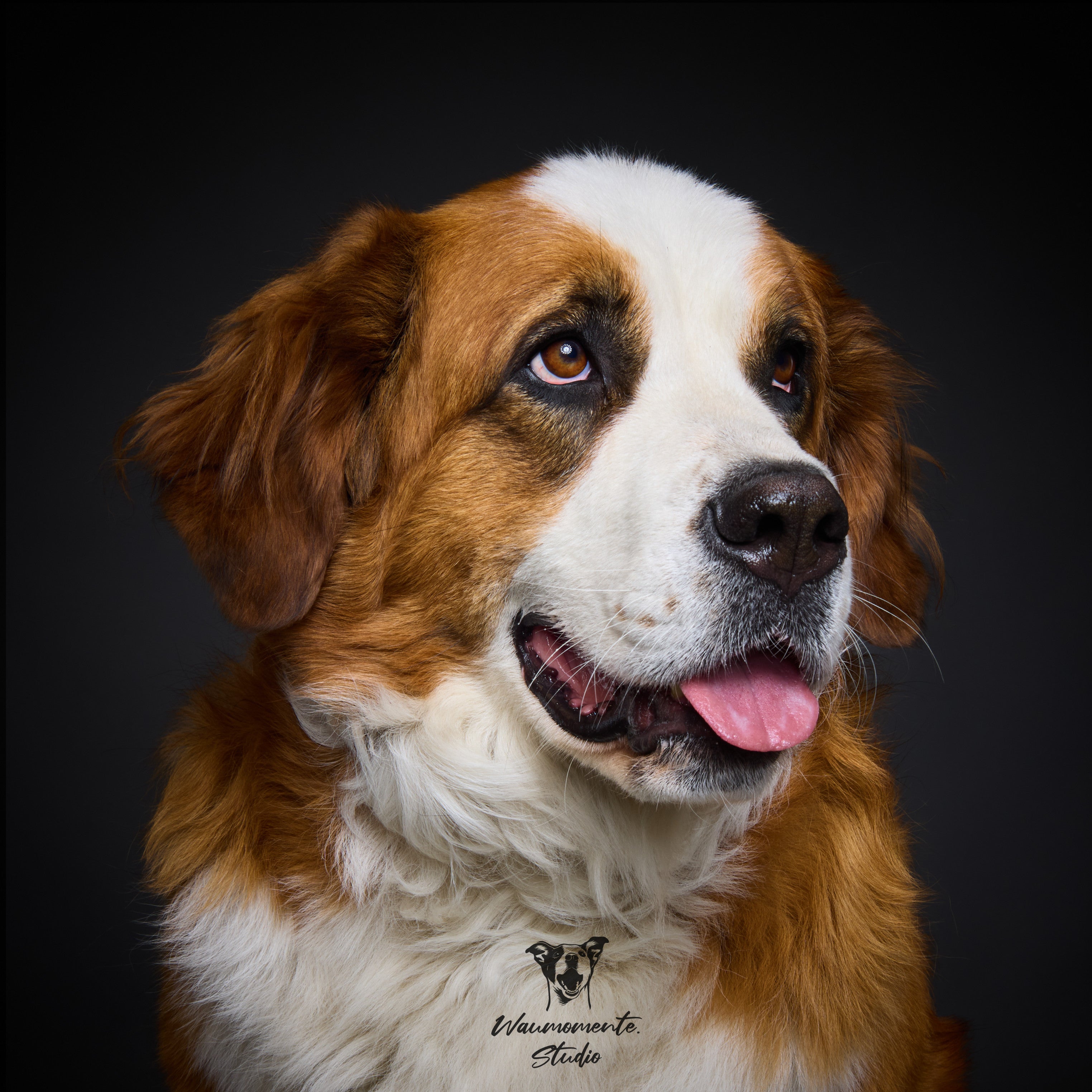 Wau & Soul - Das besondere Hunde-Fotoshooting