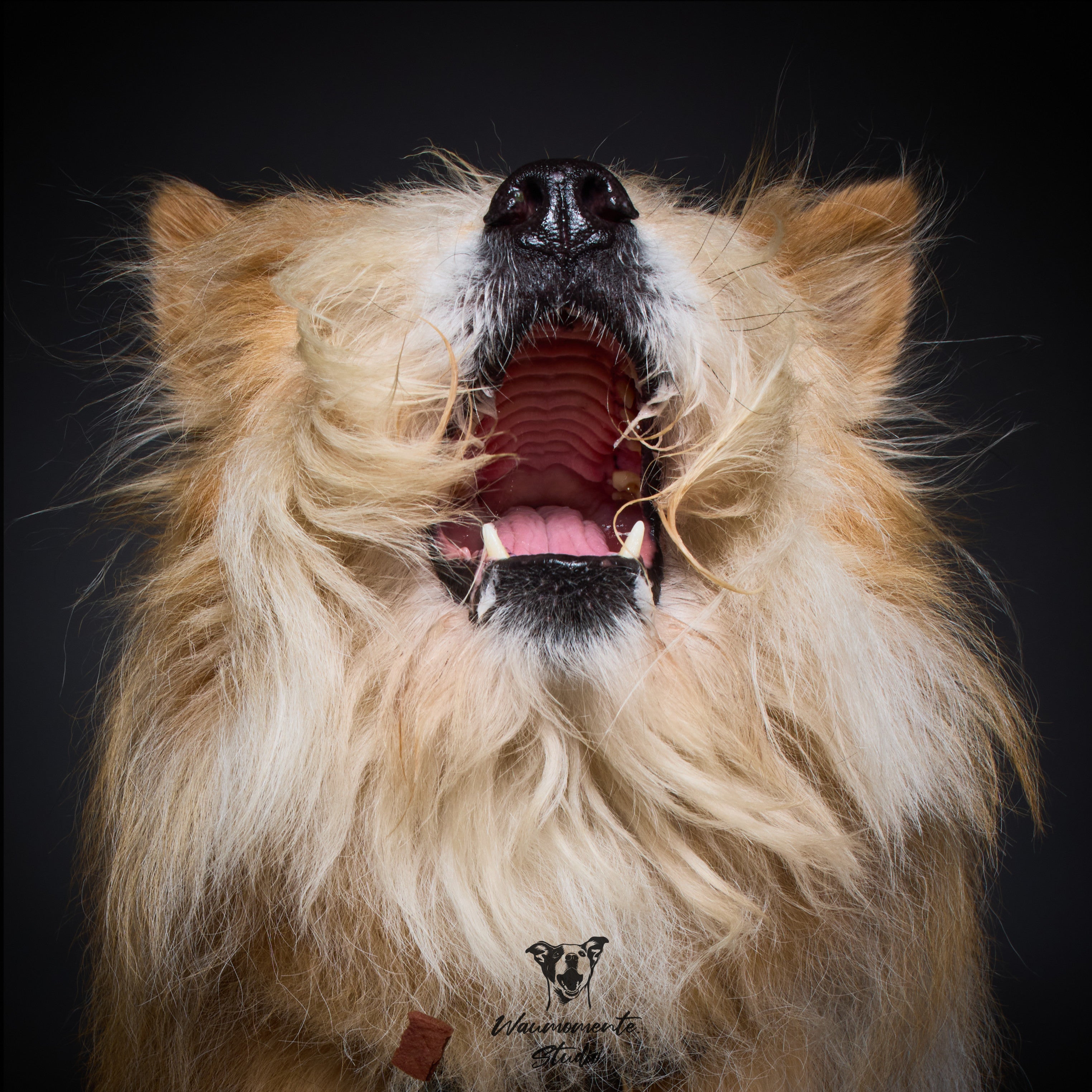 Wau & Soul - Das besondere Hunde-Fotoshooting