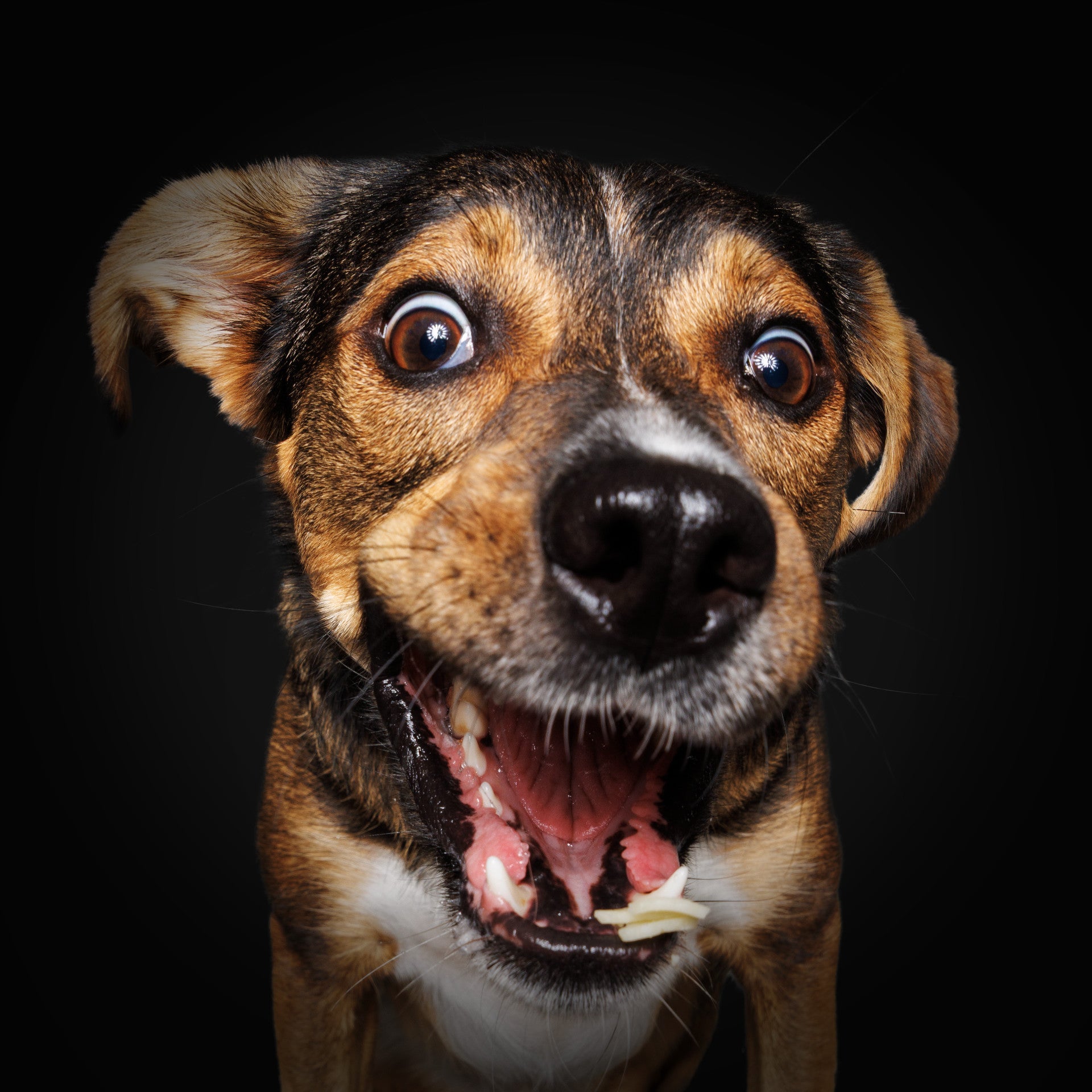 Wau & Soul - Das besondere Hunde-Fotoshooting