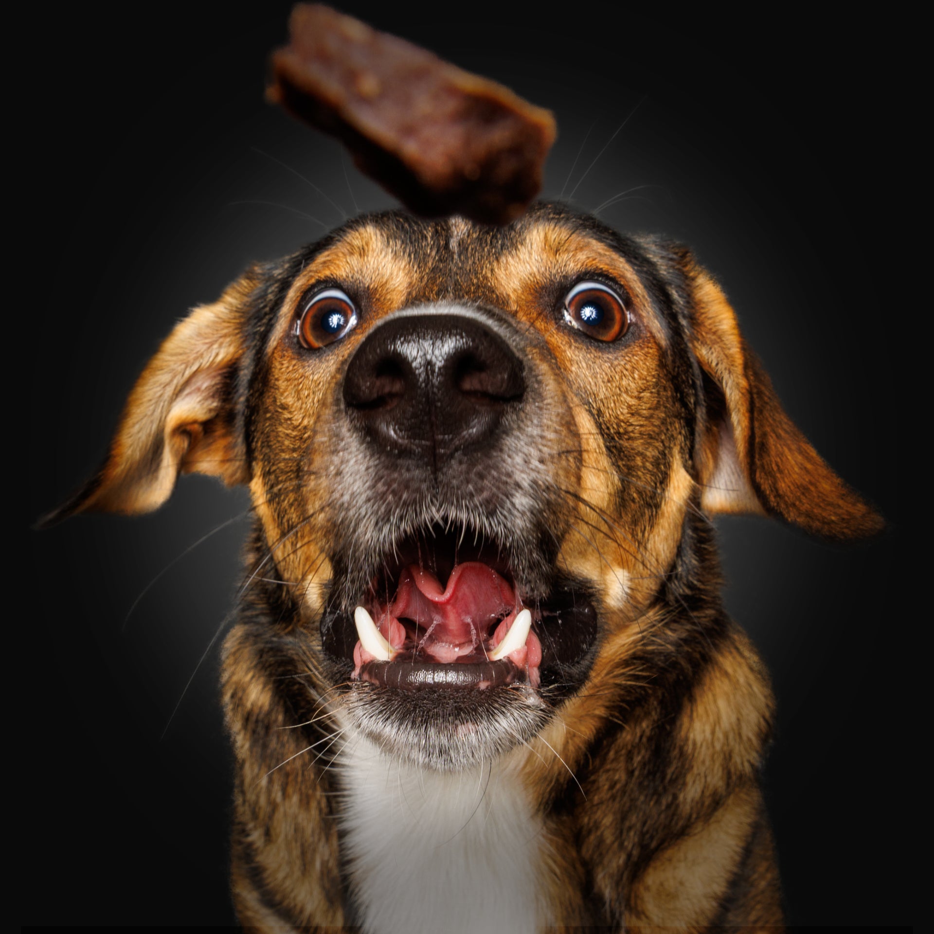 Wau & Soul - Das besondere Hunde-Fotoshooting