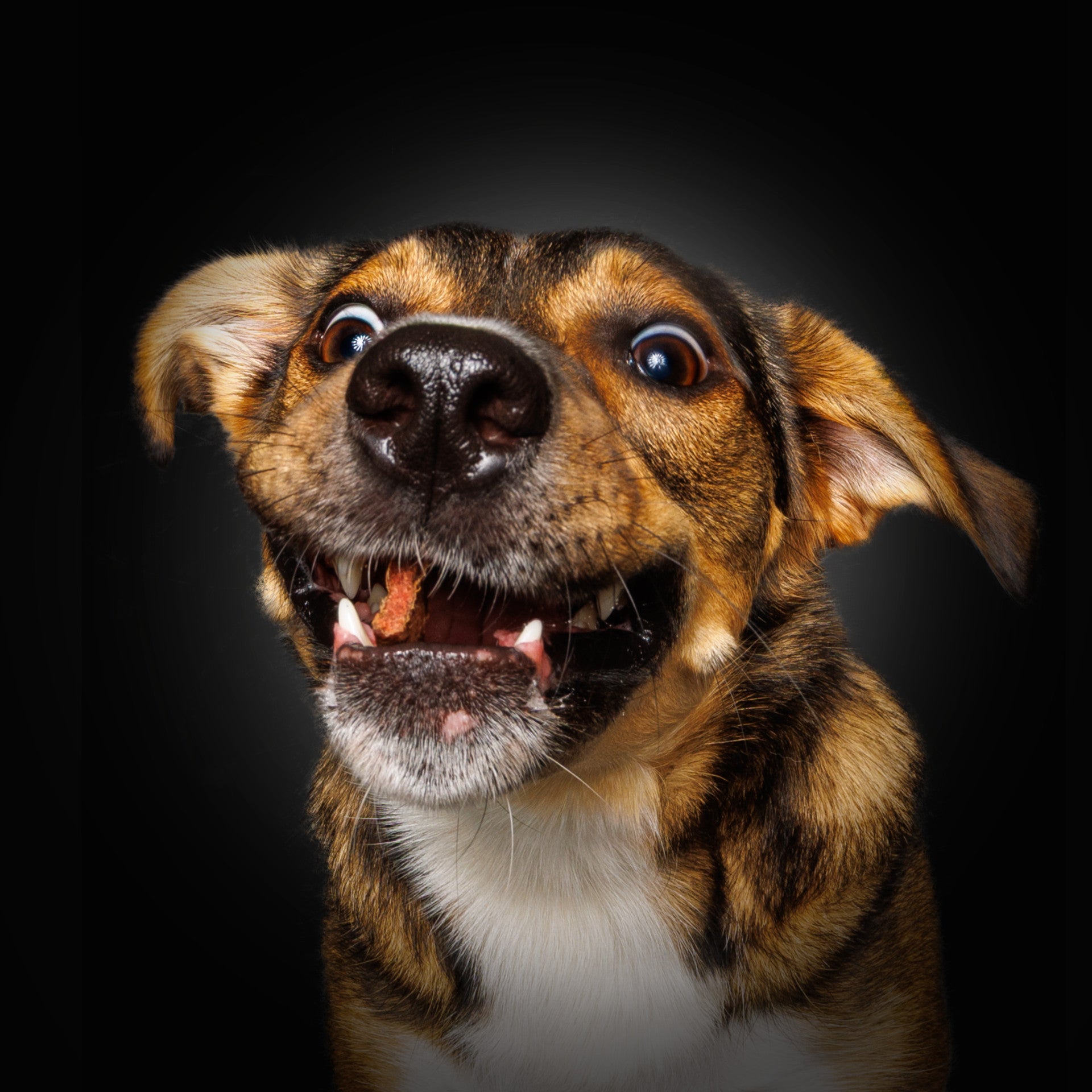 Wau & Soul - Das besondere Hunde-Fotoshooting