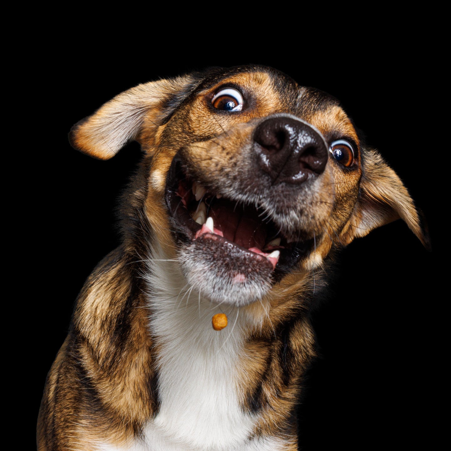 Wau & Soul - Das besondere Hunde-Fotoshooting