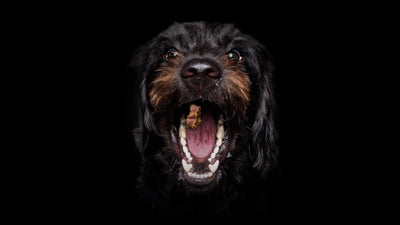 Wau & Soul - Das besondere Hunde-Fotoshooting