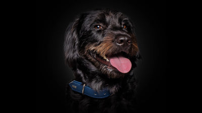 Wau & Soul - Das besondere Hunde-Fotoshooting