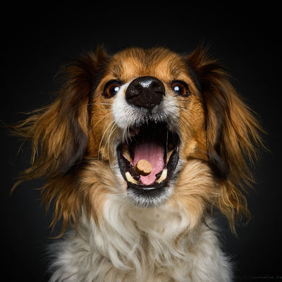 Wau & Soul - Das besondere Hunde-Fotoshooting