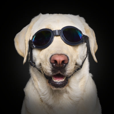 Wau & Soul - Das besondere Hunde-Fotoshooting