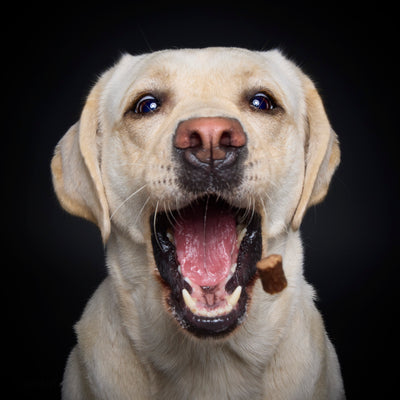 Wau & Soul - Das besondere Hunde-Fotoshooting