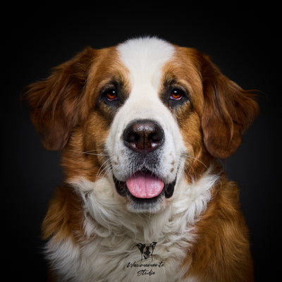 Wau & Soul - Das besondere Hunde-Fotoshooting