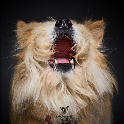 Wau & Soul - Das besondere Hunde-Fotoshooting