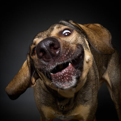 Wau & Soul - Das besondere Hunde-Fotoshooting