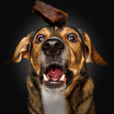 Wau & Soul - Das besondere Hunde-Fotoshooting