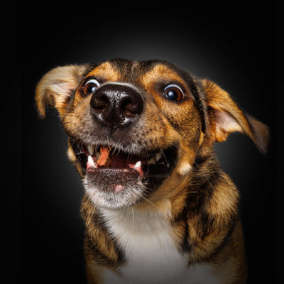 Wau & Soul - Das besondere Hunde-Fotoshooting