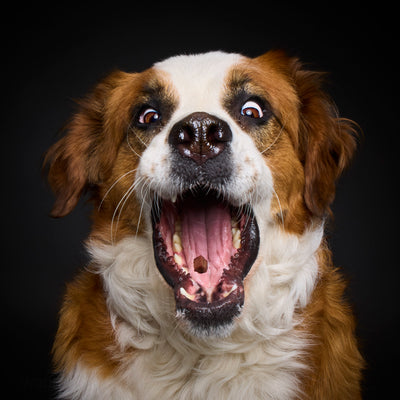 Wau & Soul - Das besondere Hunde-Fotoshooting