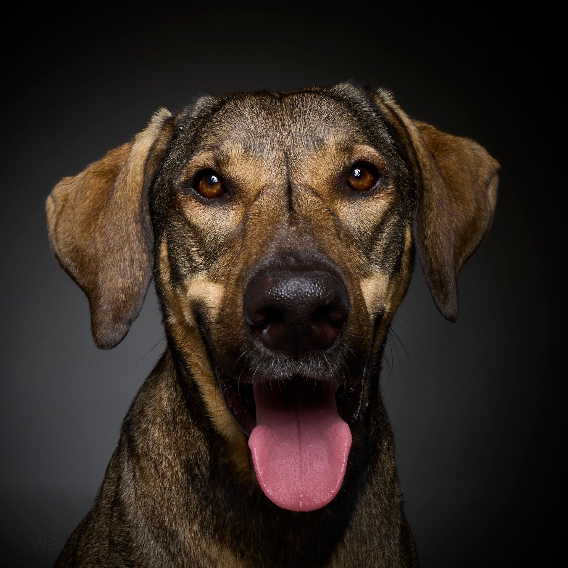 Wau & Soul - Das besondere Hunde-Fotoshooting