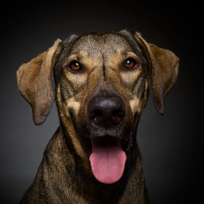 Wau & Soul - Das besondere Hunde-Fotoshooting